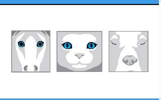 The Animal Eye Institute of Charleston website