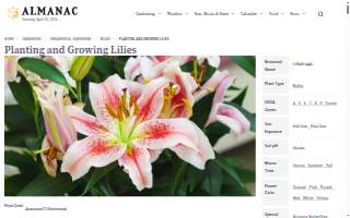 Lily Contracting LLC website