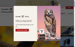 Crow & Cart website