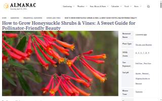 The Honeysuckle Coffee Co. website