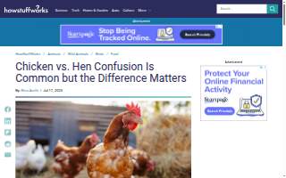 Hen & Egg website