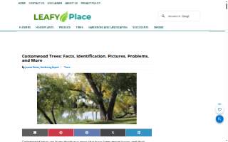 Cottonwood Dental website