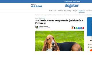 Hound and Katt Veterinarian website