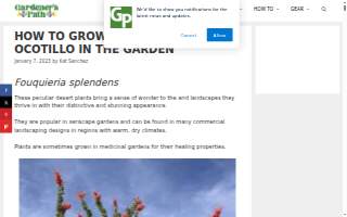 Ocotillo Chiropractic - Ray Rd website