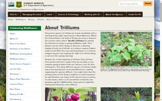Trillium Dental website