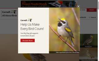 The Meadowlark website