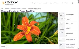 Daylily Coffee website