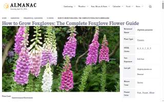 Foxglove Bar and Hideout website