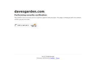 Lavender Insurance Agency FL website