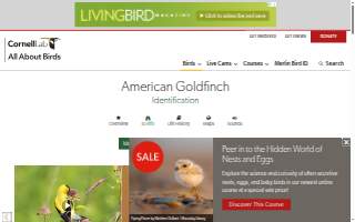 Goldfinch Tap + Eatery website