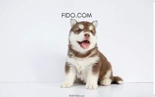 fi.d.o website