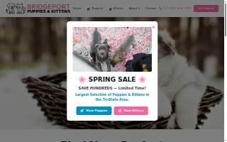 Bridgeport Puppies and Kittens website