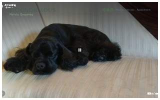 Dognormous website