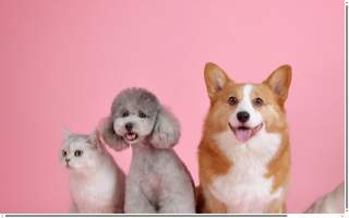 Pawsitively Purrfect Pet Care website