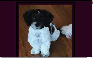 Wiggle Butts Grooming website