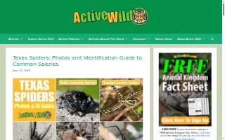 Arachnid Web Design website