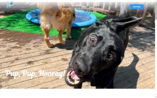 Happy Paws website