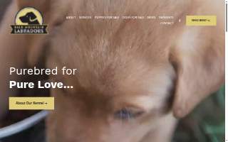 Bald Mountain Labradors website