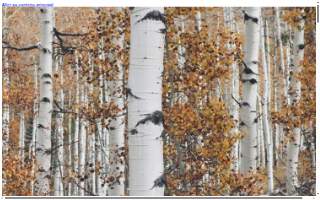 Accurate Cut Tree Service website