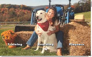Tall Tails Training & Boarding website