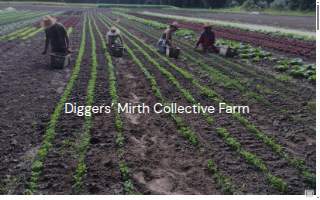 Diggers' Mirth Collective Farm, LLC website