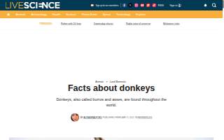 Donkey Inn website