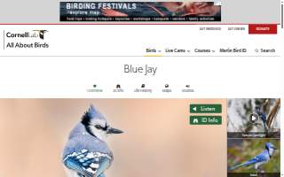 Bluejay Enterprises website