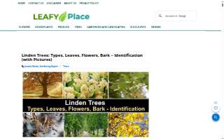 Linden Wealth Management LLC website