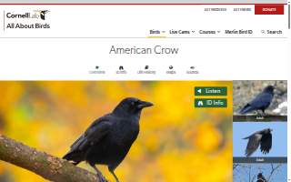 Crow's Nest Bar & Grill website