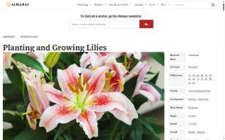 Lily's Wings Catering website