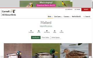 Mallard Lake HVAC website