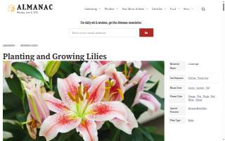 Lily Beauty Salon website