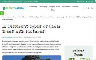 Cedar Lake Chiropractic website