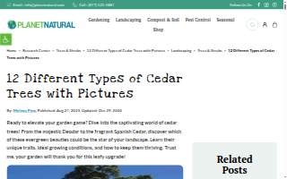 Cedar Lake Pharmacy website
