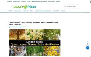 Linden Construction of South Carolina, Inc website