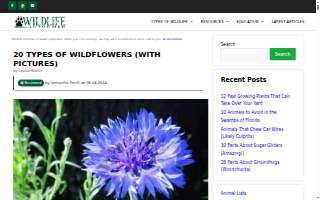 Wildflowers Pediatric Therapy of Bradenton website