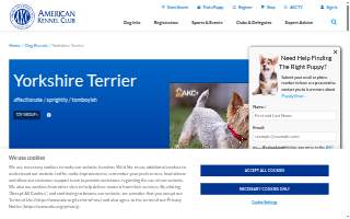 Yorkie Love Inc website