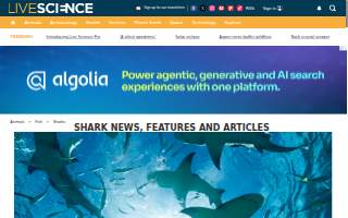 Sharks Party Rental of Fountainbleau website