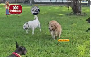 Dog Dude Ranch website