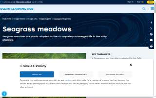 Meadows Home Inspections website