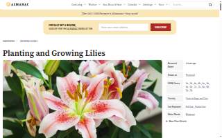 Lily Lace Flowers website