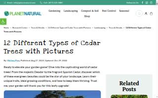 Cedar Tree Counseling website