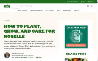 Roselle Eye Clinic website