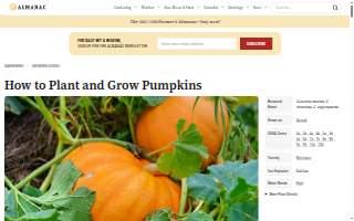Pumpkins Patch Daycare website